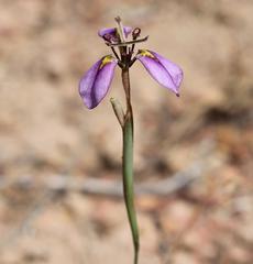 Moraea unguiculata