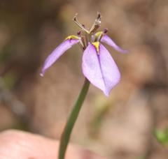 Moraea unguiculata