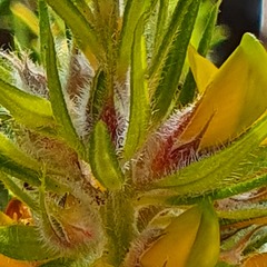 Phyllota grandiflora