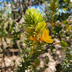 Phyllota grandiflora
