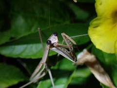 Tenodera costalis