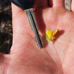 Phyllota grandiflora