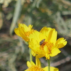 Acmaeodera alicia