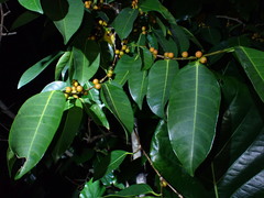 Ficus virgata