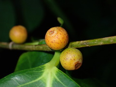 Ficus virgata