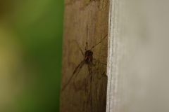 Paroligolophus agrestis