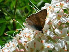 Tharsalea xanthoides