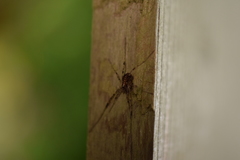Paroligolophus agrestis