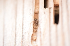Paroligolophus agrestis