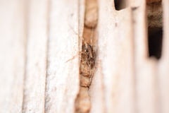 Paroligolophus agrestis