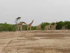 Giraffa camelopardalis peralta