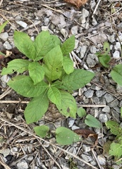 Verbesina alternifolia