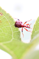 Heterapoderus geniculatus