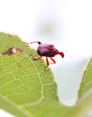 Heterapoderus geniculatus