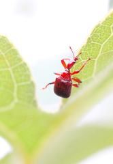 Heterapoderus geniculatus