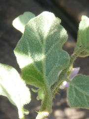 Solanum tomentosum tomentosum