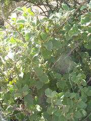 Solanum tomentosum tomentosum