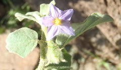 Solanum tomentosum tomentosum