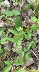 Cicuta maculata angustifolia