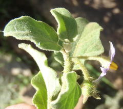 Solanum tomentosum tomentosum