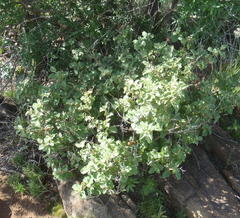 Solanum tomentosum tomentosum