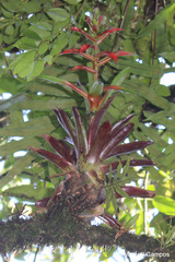Tillandsia leiboldiana