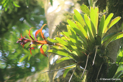 Tillandsia leiboldiana