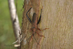 Notobitus sexguttatus