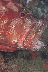 Cephalopholis sonnerati