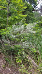 Olearia viscidula