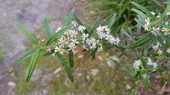 Olearia viscidula
