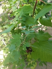 Ribes aureum