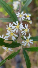 Olearia viscidula