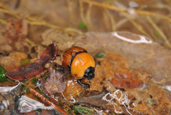 Bolbochromus laetus