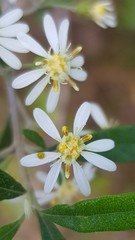 Olearia viscidula