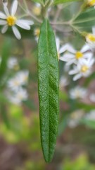 Olearia viscidula