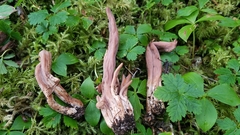 Clavariadelphus caespitosus