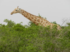 Giraffa camelopardalis peralta