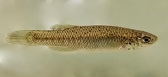 Fundulus rathbuni