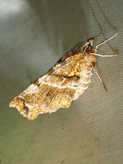 Selenia alciphearia