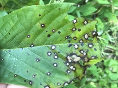 Phyllosticta asiminae