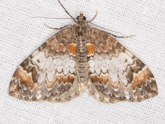 Dysstroma sobria