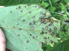 Phyllosticta asiminae