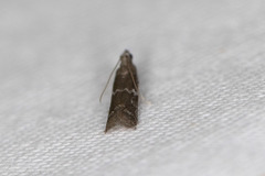 Eurythmia angulella