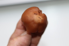 Gerhardtia
