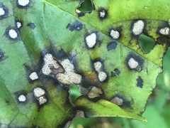 Phyllosticta asiminae