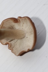 Gerhardtia