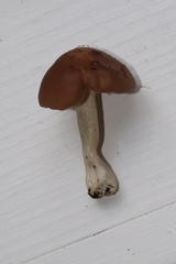 Gerhardtia