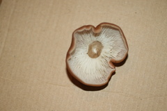 Gerhardtia