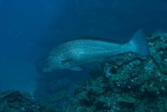 Umbrina ronchus